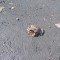50d-p1cbouq7189jaaqf1llndq511ij5.jpg