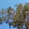 87c-p1ceh2jc0923b1b0elti9h61b4n5.jpg