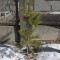 f8d-p1c9rdah1q7cg1c0p1gf91ksql6ga.jpg