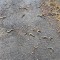 50f-p1g24t7rinsbm6md1jgd1t2v107a4.jpeg