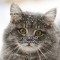 721-p1d31ljd9qi9r68mit819md1kbp4.jpg