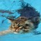da0-p1gbiaupjf16ir1ipf12gkpsn17924.jpeg