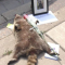 937-p1d3828g09no11amc1g9c8ltoeg4.png