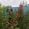058-p1dfnkr43j106b1govcq01c3eh026.jpg