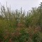 98a-p1diruomi319dis9s1sks1no41gc2a.jpg