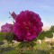 b80-p1dlehh1ml1723vef1vpj1vb719gh4.jpg