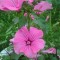 e03-p1dg7g4fim1mom1loi1pl2grl12aua.jpg