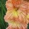 535-severnaya__palmira.jpg