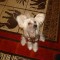 54bf7220a4d2b9c04070669b646c56fb-dogs_cdf807c384da8006ea86eb3c6aded100.jpg