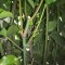 10b-p1ec6tkqc812561g1pf8noil14dd4.jpg