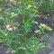 5ff-p1ed5usecdvd21hsh1d4pg31i6u4.jpg
