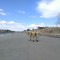 865-p1f5giedpv1io6mrepv1221q0vd.jpg
