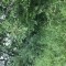 453-p1fag20vna52abm138vp5k18ad7.jpeg