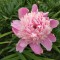 f13-p1faddb7r71nhnle11jo13jh1jii4.jpg