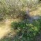 0d7-p1fds1vq6n18kivjqgln9bc1v6.jpg