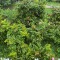 9e1-p1fdcisb191udto9f1r7sel01c3n5.jpg