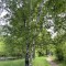 95a-p1g51642im1ut8bfi1id917cd1om55.jpeg