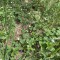 a8d-p1g53es393eq11kn711c41lbr1hb24.jpeg