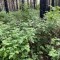 d19-p1g586d9hvqrb176vagvuf219nm4.jpeg