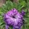 204-p1gae8roe11e6d1nlchd2i1m1of25.jpg