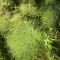 246-p1ga96cghb1c7srr915rk1bua6534.jpeg