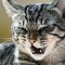 eff-p1d3m7otucdm7i0mg0f16u4j1r4.jpg