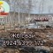 e2a-p1h024bhh61lpnn3sthtpqa1p218.jpg