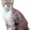 5ad254335b63944ecb56fd008f5b6f1f-devon_rex.jpg