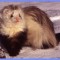 5bb95a14210f9191063986247bf9acf9-angorskiy_dlinnosherstnyy_horek.jpeg