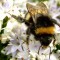 5caeff9f3b7d3dbfd16efffb3d29bc33-bee.jpg