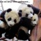 5ea48eaa619ddf61be6dd0924061956d-1225530324_11.jpg