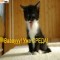 74855041daeb491c7d9fdb7739d46fe5-pic.jpeg
