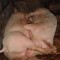 796305c6dfe5fc8352298e206340dabb-a.aaa-and-69-pigs-love.jpg