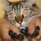 89a59474166fc27c0df5474ec7cc1833-g555etimage.jpg
