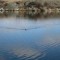 97bb2259734fa46457e9c4cb60e7865e-1287662896_who_is_it_swimming.jpg