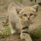 983eb08b217864a65df7dcaa015d577d-1336682948_funny_animals_cm_20120507_00837_020.jpg