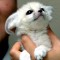 988f401c3bc0587d872eb97480b31ec8-fennec1.jpg