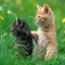 9dbe0f7c9c46f192db6ceb629bd5d23e-funny-kitty-brothers_1920x1440.jpg