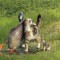 a23c4a77dad3a2acd9b2fe4434b83155-222.jpg