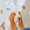 a59d4769000a7066ab00ec9bbad2cc91-dsc_0087.jpg