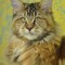 a7049385e6848241bf1488f3163f8b4c-koshka.jpg