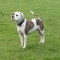 ab65aab2fadfc79b3806f983ebdf1252-american_bulldog_600.jpg