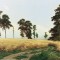 b0ac08a5a636241c98f9b6c29fc8d631-rozh.jpg