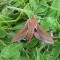 bb47f6e15f2980706642483945709dcc-275px-elephant_hawk_moth.mittlerer_weinschwaermer_2.jpg