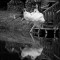 bd1324df994cadc7906f4ae7745db49a-1328478888_pics_taken_at_the_right_moment_part_3_39.jpg