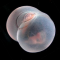 c694eea3b1324f866070cbe1b6d1a7bd-pugaporcinus.png