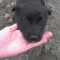 c744b2487d4a9c5ca20b28ed953d3b31-imag0288.jpg