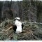 c913ca088755d62cb74f5d37c255a1a3-gnezdo_holostyak.jpg