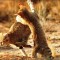 cats-112.jpg