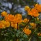 cdc95892fb31042230d2dd203a59ad67-ogon3.jpg